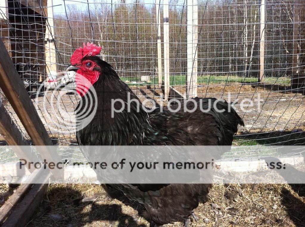 PureBred Black Orpington Rooster (AB) IMG_3412