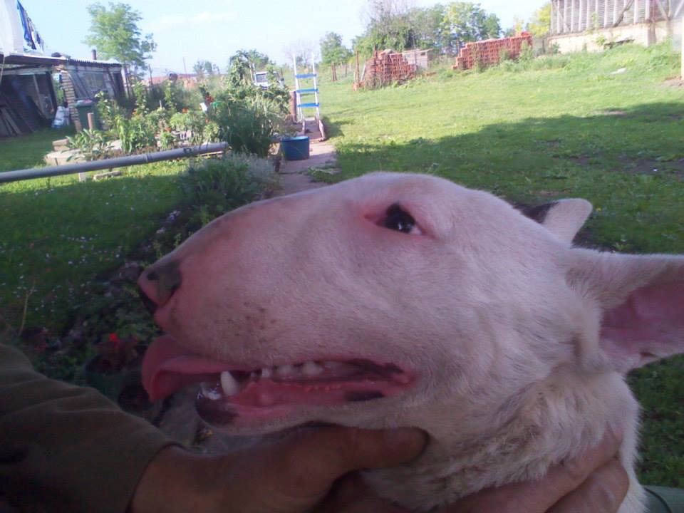 English Bull Terrier  1.Deo 379766_484691598270858_1257159156_n_zps47d8cce2