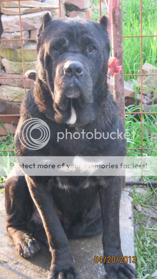 CANE CORSO I DEO. Falco_zps9755c068