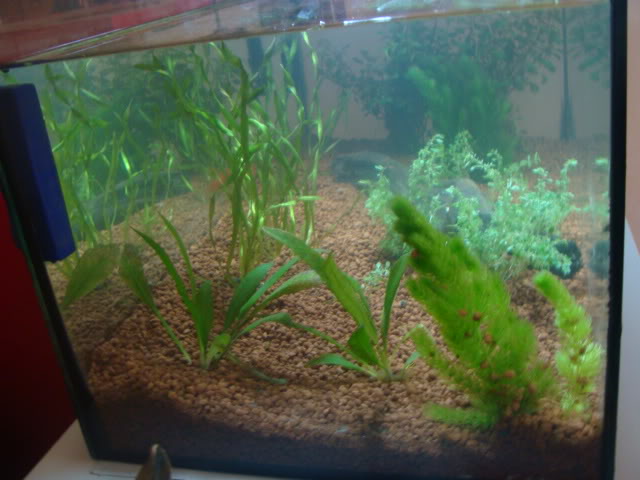 Mi acuario DSC03167