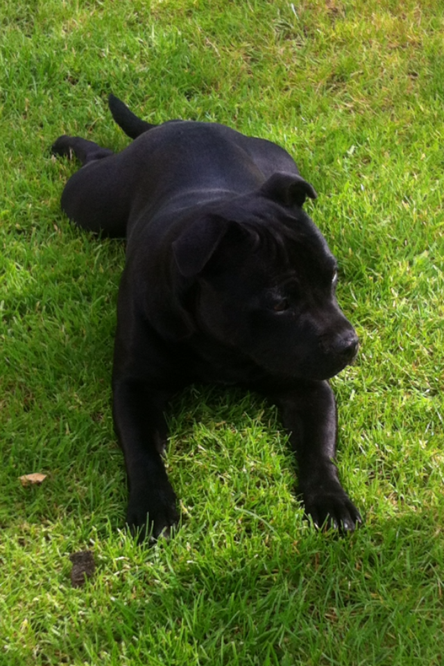 Molly relaxing in the sun Mollygrass