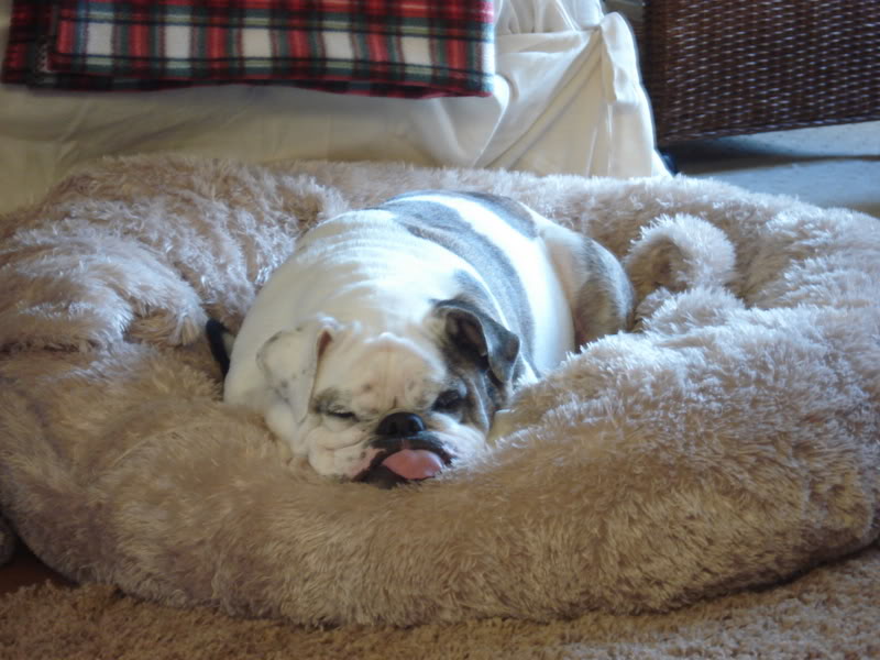 RIP Betty, our most beloved English Bulldog DSC01560