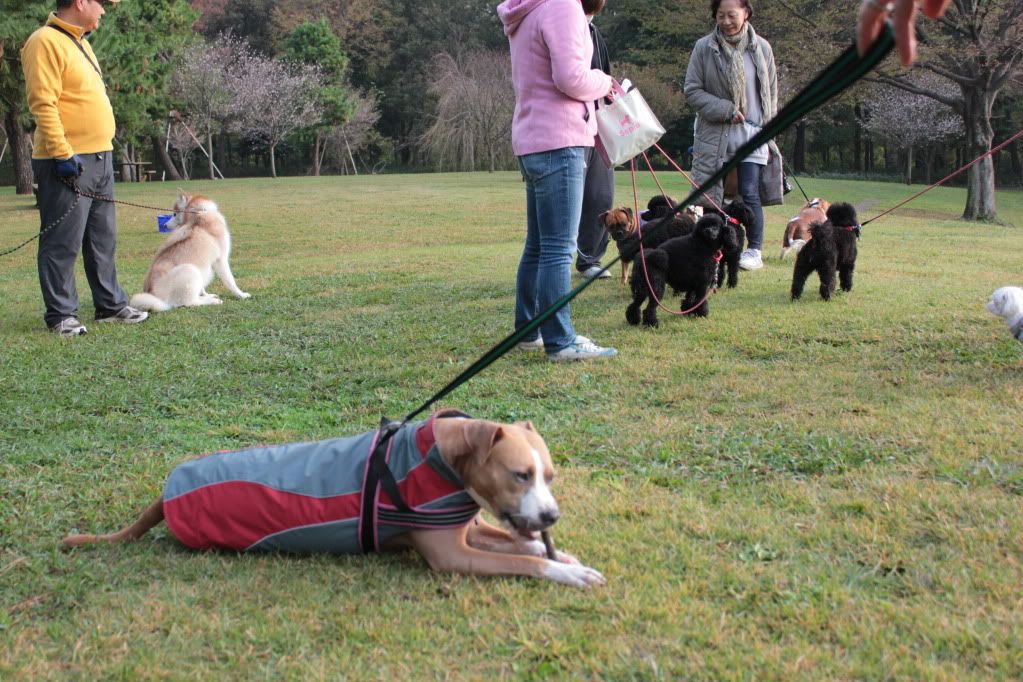 Suki's new winter coat IMG_2016