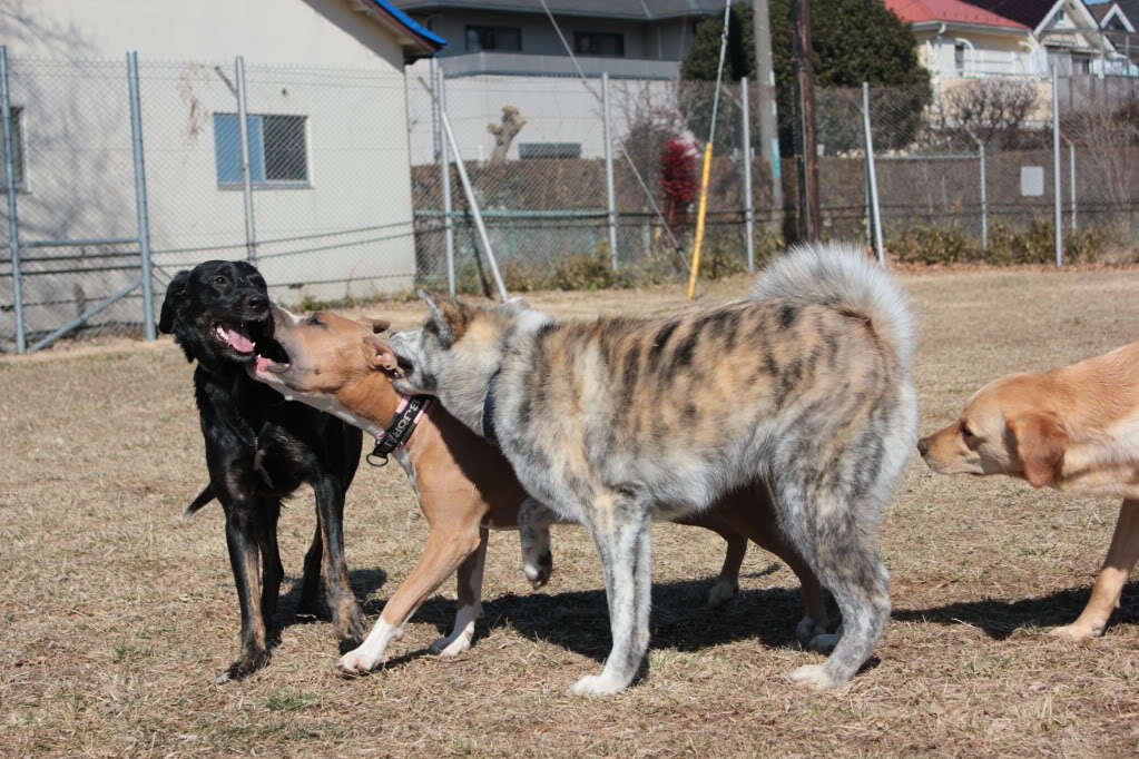 Suki and friends IMG_2325