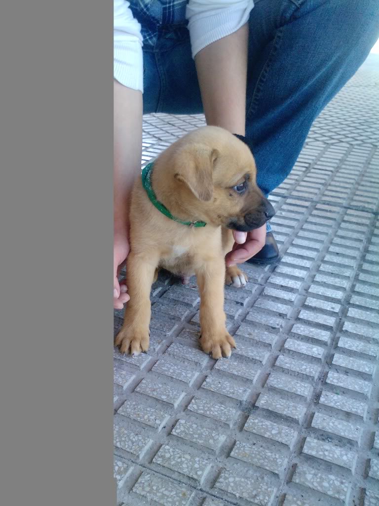 Cachorro abandonado en MURCIA A