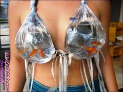 problèmes  pour  faire garder vos animaux pendants les vacances Poissons_rouges_dans_le_soutien_gorge_thumb