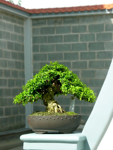 Water jasmine (Wrightia religiosa)  just repotted Mctnm1