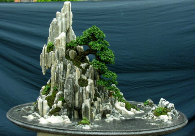 A new type of stone, very impressive for bonsai Mcttcsbxt1-1