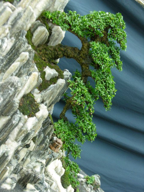 A new type of stone, very impressive for bonsai Mcttcsbxt2-1