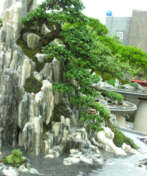 A new type of stone, very impressive for bonsai Mcttcsbxt3-1