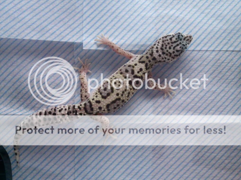 My Leopard Geckos Photo0556