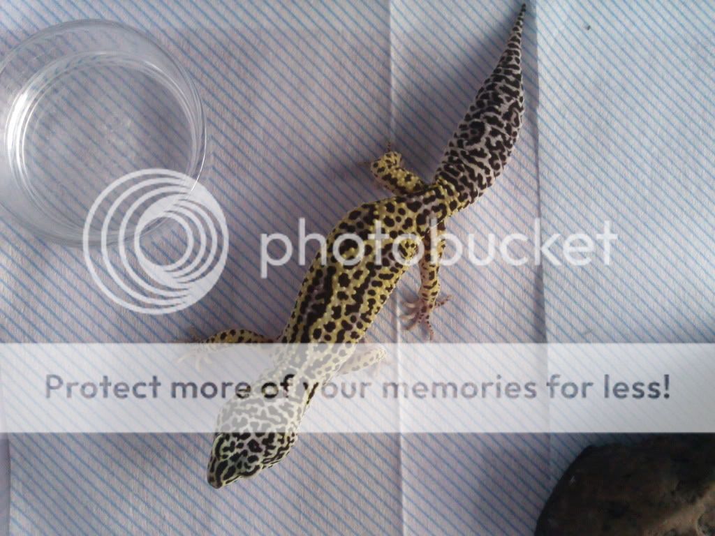 My Leopard Geckos Photo0558