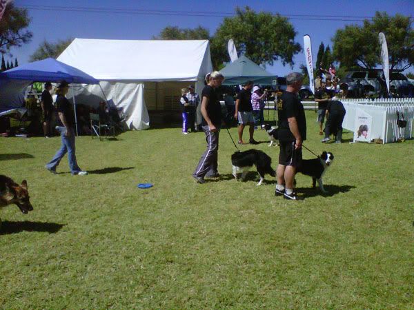 Dog Show today IMG-20120409-00225