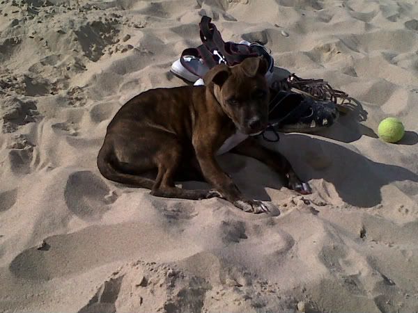 Vote: 2011 November Males Pups ReggieattheBeach-1