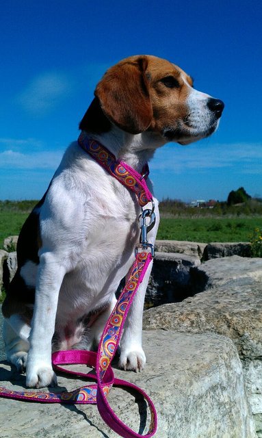 Indi-Dog - Made to order collars, lead, harnesses & more! Shelby