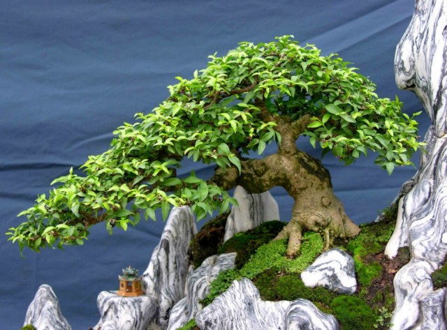  Wrightia religiosa on rock new style: According to you how? 303624_405062982888633_745848080_n