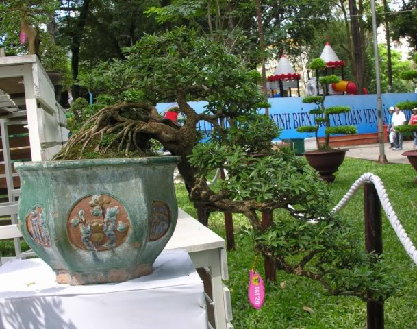 Bonsai exhibition at Spring Flower Festival (viet Nam) 33Desmodiumunifoliatum9