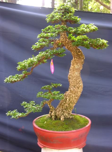 Bonsai exhibition at Spring Flower Festival (viet Nam) 77Feroniellalucida3