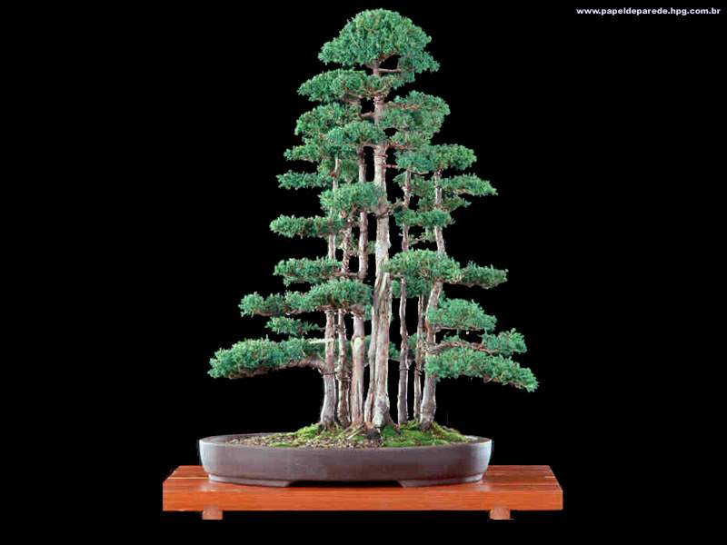 bonsai kiểu rừng R_1khom