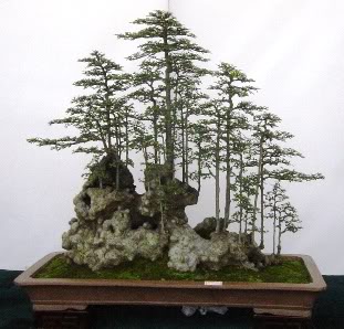 bonsai kiểu rừng R_Be