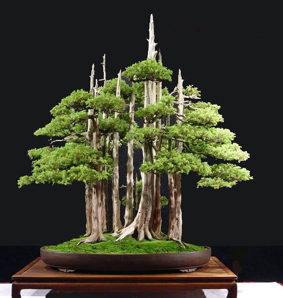 bonsai kiểu rừng R_lakim