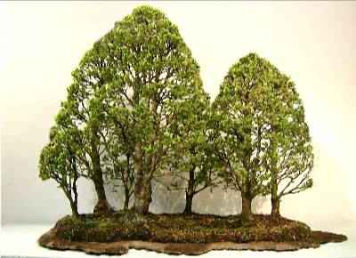 bonsai kiểu rừng R_thua