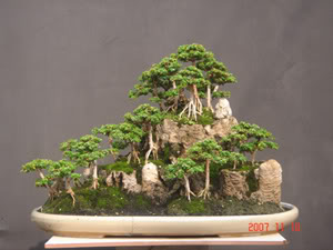 bonsai kiểu rừng R_trendoi2