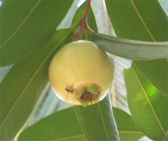 Rose Apple (Syzygium jambos) has been repotted Lyqua-1