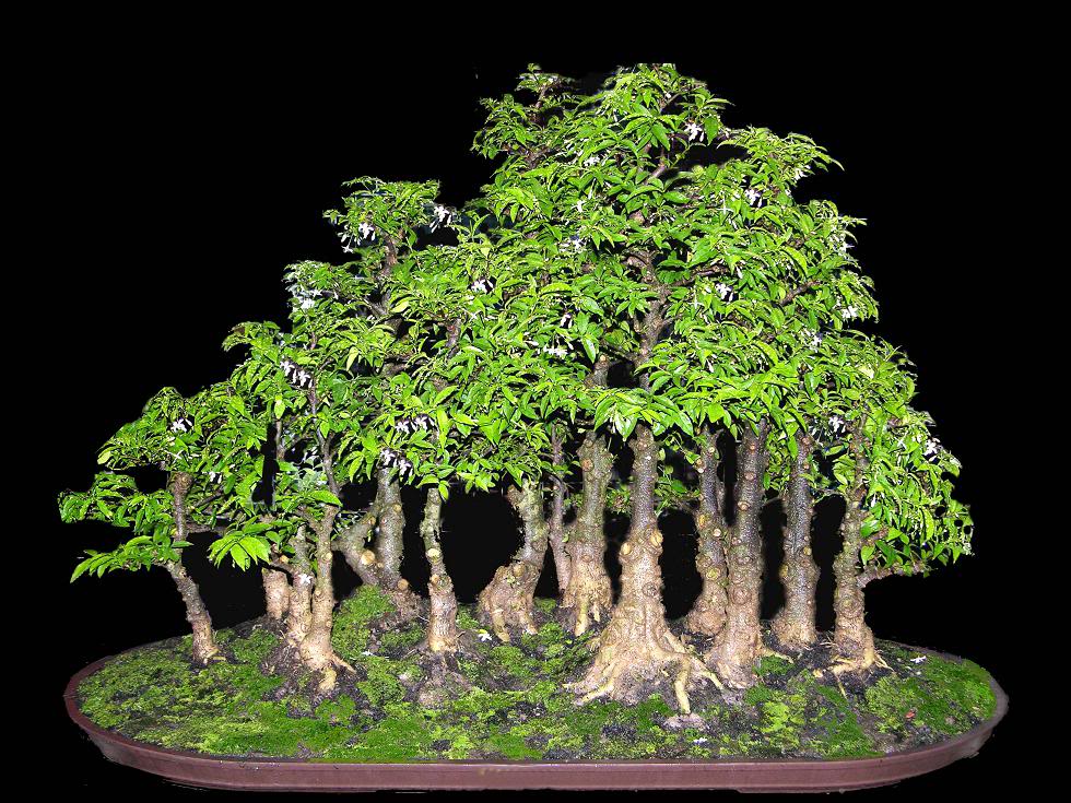 bonsai kiểu rừng Maichieuthuyforestn