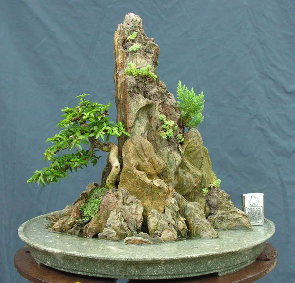 The best of Shohin and Mame in lnvinh Garden Mcttcdc