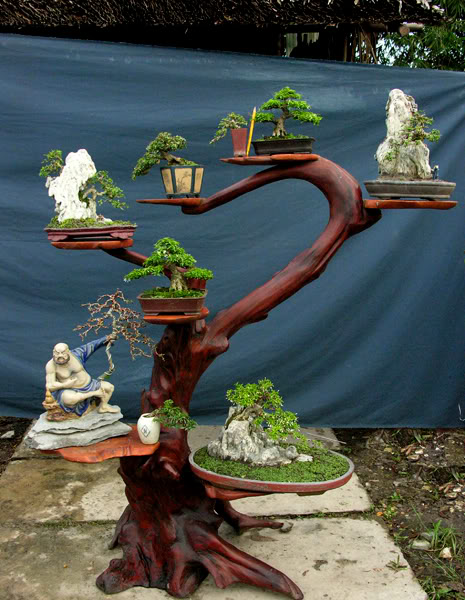 The best of Shohin and Mame in lnvinh Garden Mini1