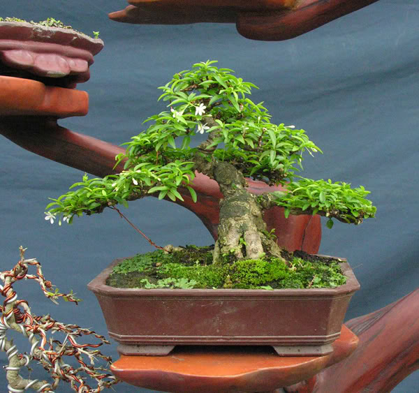 The best of Shohin and Mame in lnvinh Garden Mini3