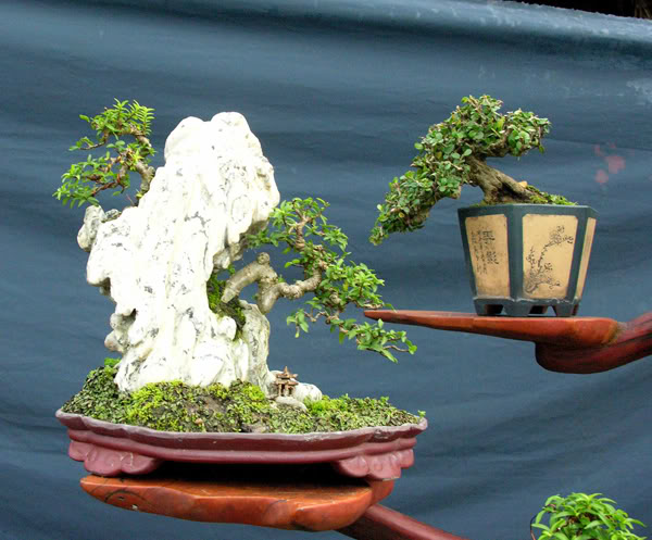 The best of Shohin and Mame in lnvinh Garden Mini5