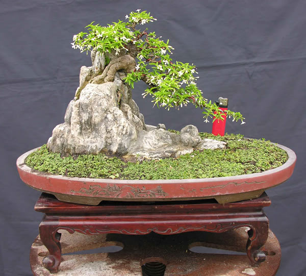 The best of Shohin and Mame in lnvinh Garden Mini6
