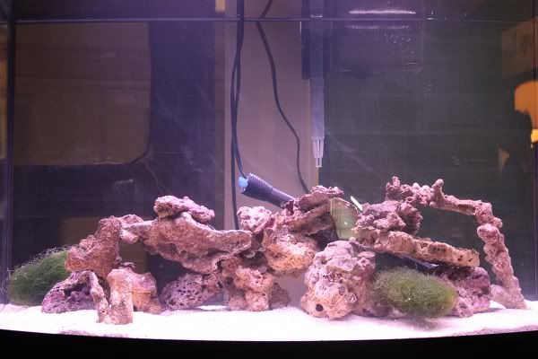 30G Bow Tank.....Leaping into the darkside Watercleared