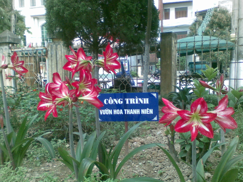 Công trình vườn hoa thanh niên- VP Sở Công Thương 11042012003