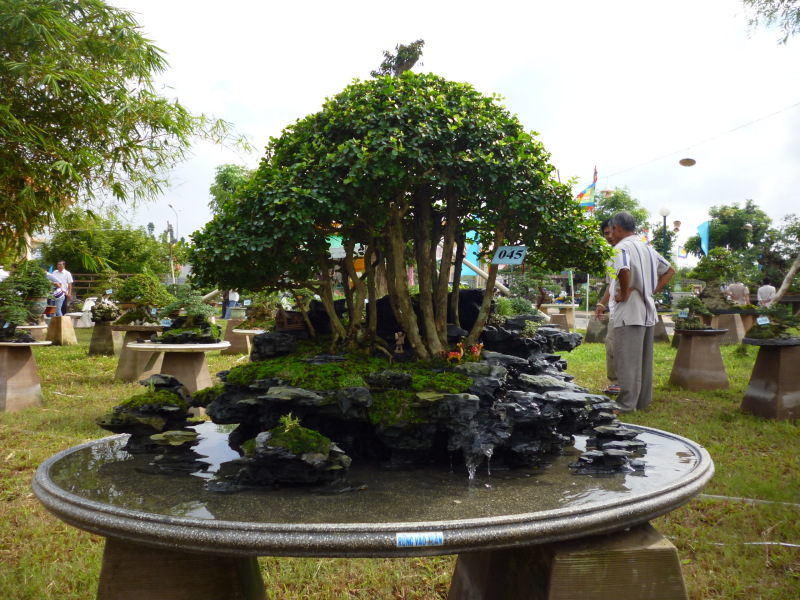 Exhibition bonsai in Dong Thap province, Viet Nam 2013 58200524p1040095_zps44ad37c8