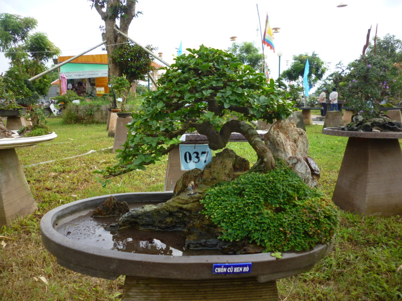 Exhibition bonsai in Dong Thap province, Viet Nam 2013 58200621p1040099_zps15b8cda7