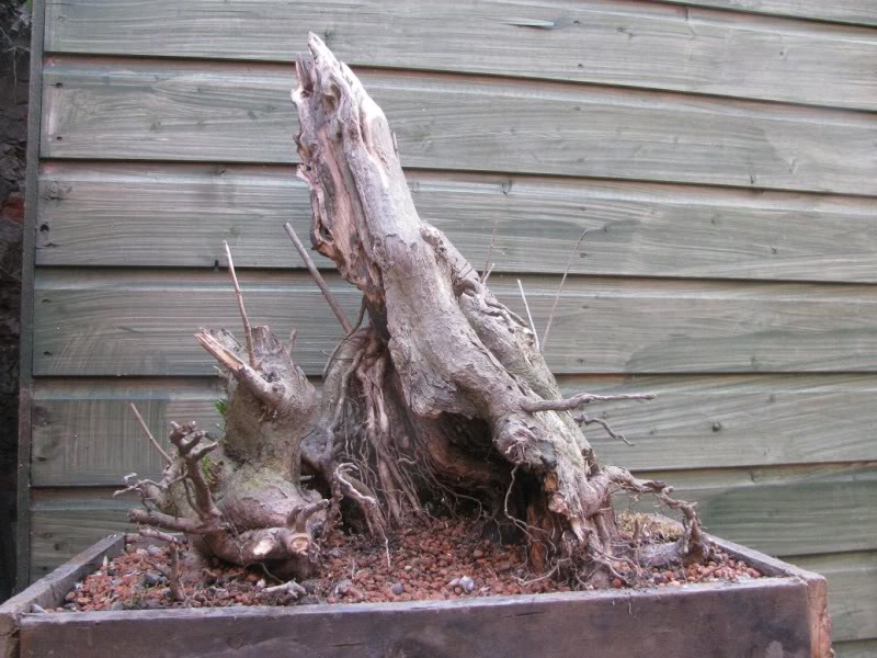 Old Ligustrum 009-Copy-1