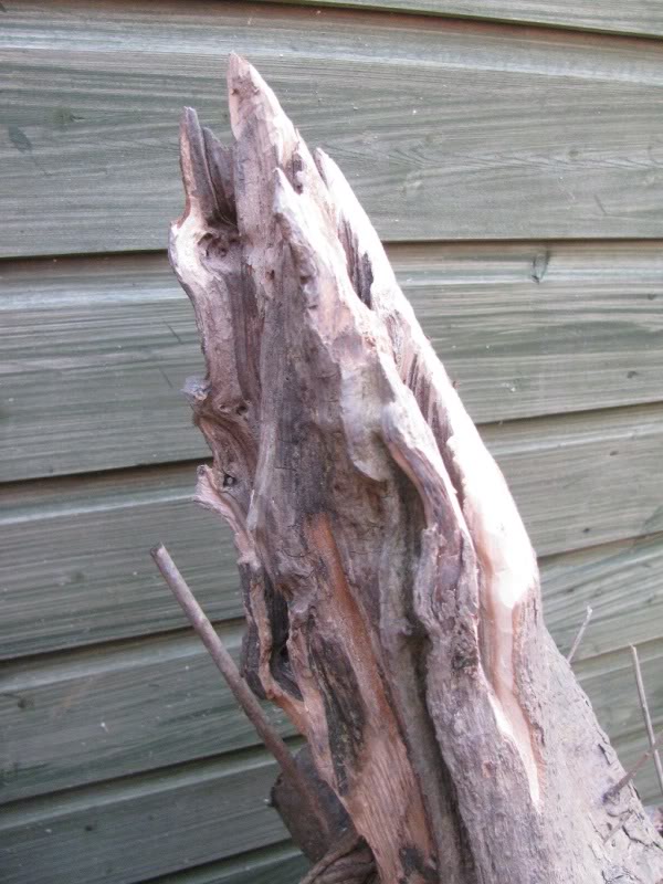 Old Ligustrum 013-Copy