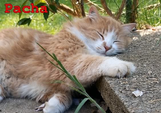 [pacha|chat] Pacha