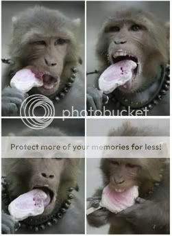 Ja rec a vi slikicu - Page 4 Monkey_eating_icecream1