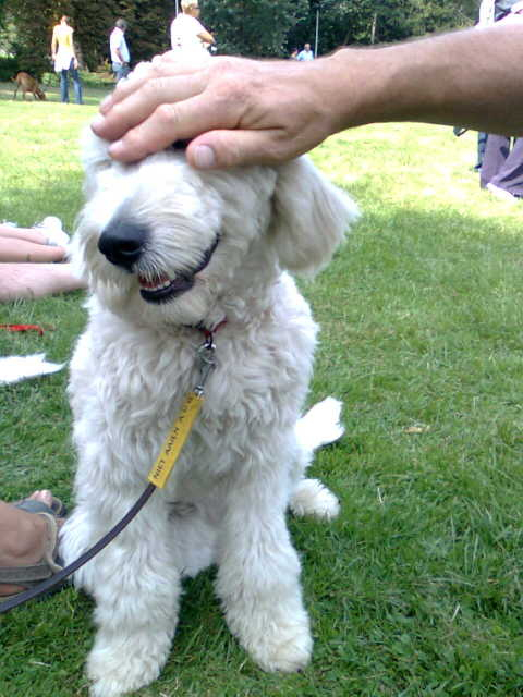 Golden Doodle Afb0018