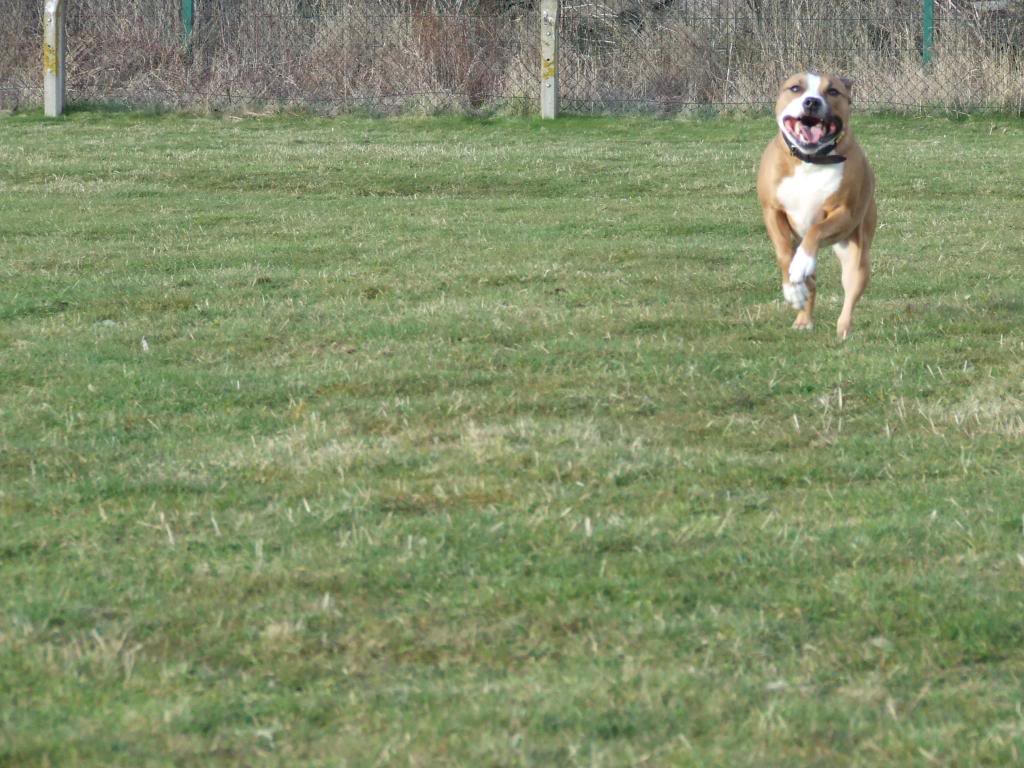 spike getting a run out in the sun (PIC HEAVY)  DSCF5958_zpsfa9808a7