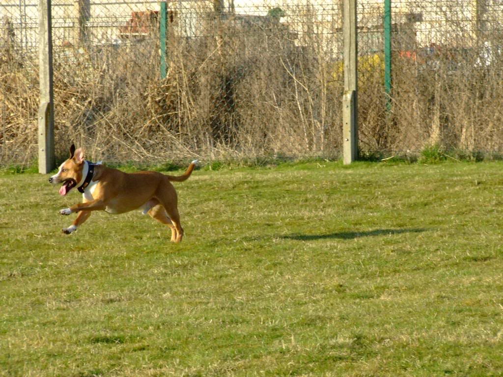 spike getting a run out in the sun (PIC HEAVY)  DSCF5975_zps29fd39e9