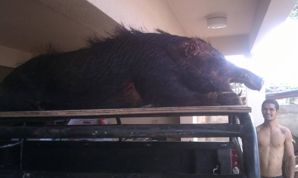 4-27-12 boar 103 lbs boar 2" fast hunt !  5e16712f