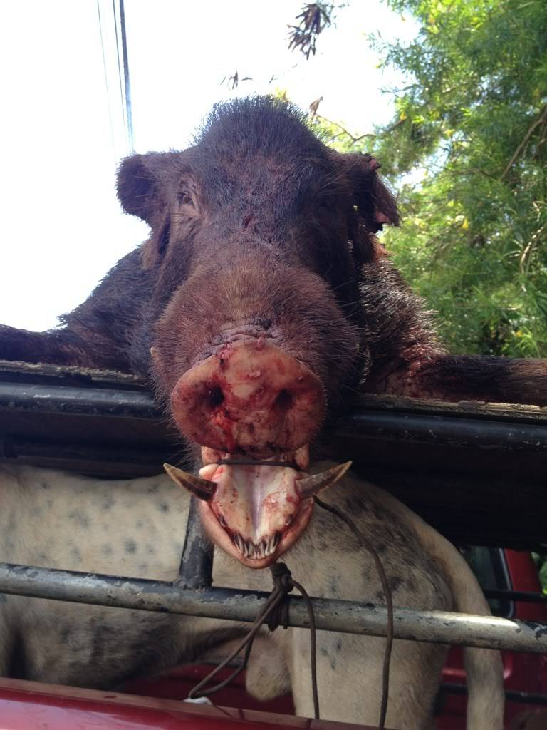 Wednesday warriors strike again ! 5-2-12 boar 114.8 lbs 2" 7b25c7ec