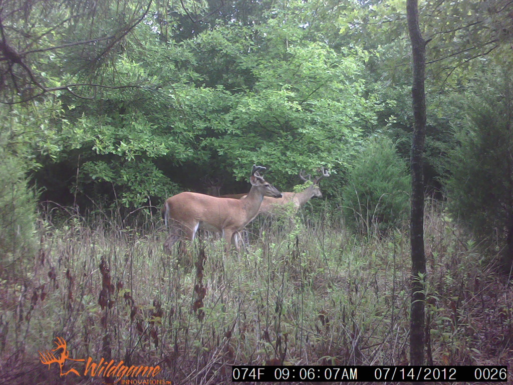 Public Land Bachelor Bucks SUNP0026