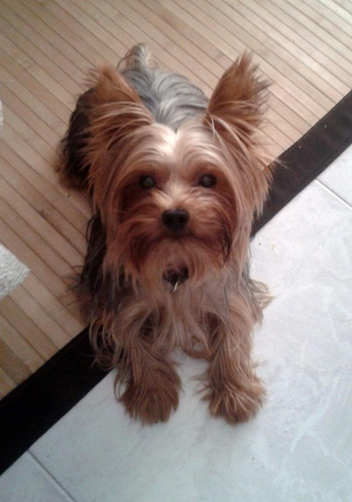 Os presento a mi perro :) 2012-09-18120304-1_zpsded41797