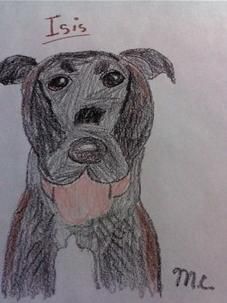 Dog Drawing! Isis